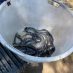 Fischbesatz